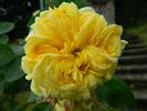 Yellow Alchymist rose photo