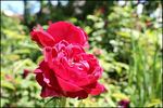 The Knight rose photo
