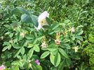 R giraldii rose photo