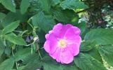 <i>Rosa rousseauiorum</i> B.Boivin synonym rose photo