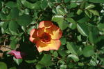 Persian Autumn rose photo