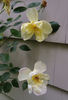 Lawrence Johnston rose photo