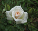 Prairie Star rose photo