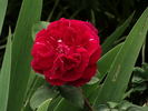 Robusta (bourbon, Soupert rose photo
