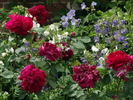 Robusta (bourbon, Soupert rose photo