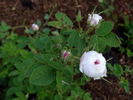 White de Meaux rose photo