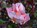 Madame Laurette Messimy rose photo