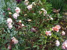 Madame Laurette Messimy rose photo