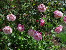 Madame Laurette Messimy rose photo
