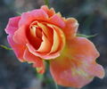 Madame Hélène Parmentier rose photo