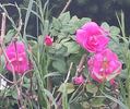 Félix Leclerc rose photo
