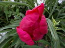Nippon Beauty peony photo