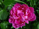 Jadwiga peony photo
