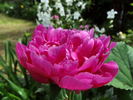 Jadwiga peony photo
