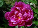 Jadwiga peony photo