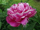 Jadwiga peony photo