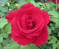 Griff's Red rose photo
