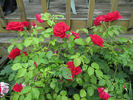Griff's Red rose photo