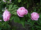 Baronne Nathaniel de Rothschild rose photo