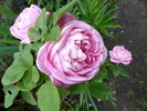 Baronne Nathaniel de Rothschild rose photo