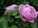 Baronne Nathaniel de Rothschild rose photo