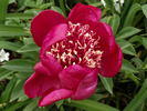 Nippon Beauty peony photo