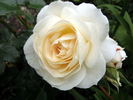 Marie Antoinette rose photo