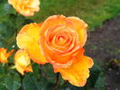 Sundance ™ rose photo