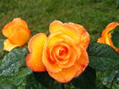Sundance ™ rose photo