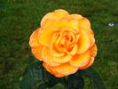 Sundance ™ rose photo
