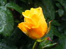 Radiant Perfume ™ rose photo