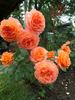Belvedere® rose photo