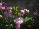Amade László rose photo