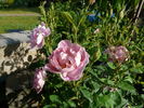 Windflower rose photo