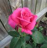 Senior Prom rose photo