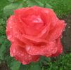 Camelot (grandiflora, Swim rose photo