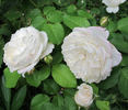 Parky rose photo