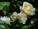 Marie Antoinette rose photo