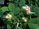 N. J. Kičunov rose photo