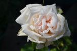 Gwynne Carr, Cl. rose photo