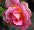 Alma-atinskaja Aromatnaja rose photo