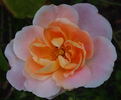Break o' Day rose photo