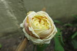 Kaiserin Friedrich rose photo