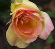 Edith Schurr rose photo