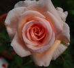 Gay Princess rose photo