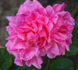 Hilda Murrell ® rose photo