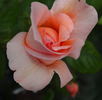 Jasnaja Poljana rose photo