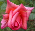 Ognewaja rose photo
