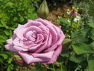 November Rain rose photo