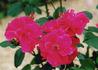 Sangerhausen rose photo